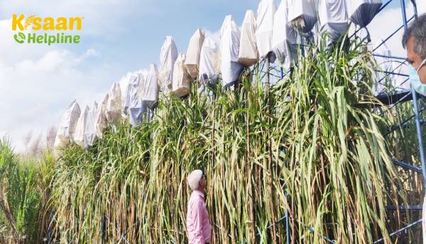 ICAR-SBI ने नेशनल हाइब्रिडाइजेशन गार्डन में क्रॉस फॉर फ्लफ सप्लाई प्रोग्राम शुरू किया ICAR-SBI ने नेशनल हाइब्रिडाइजेशन गार्डन में क्रॉस फॉर फ्लफ सप्लाई प्रोग्राम शुरू किया